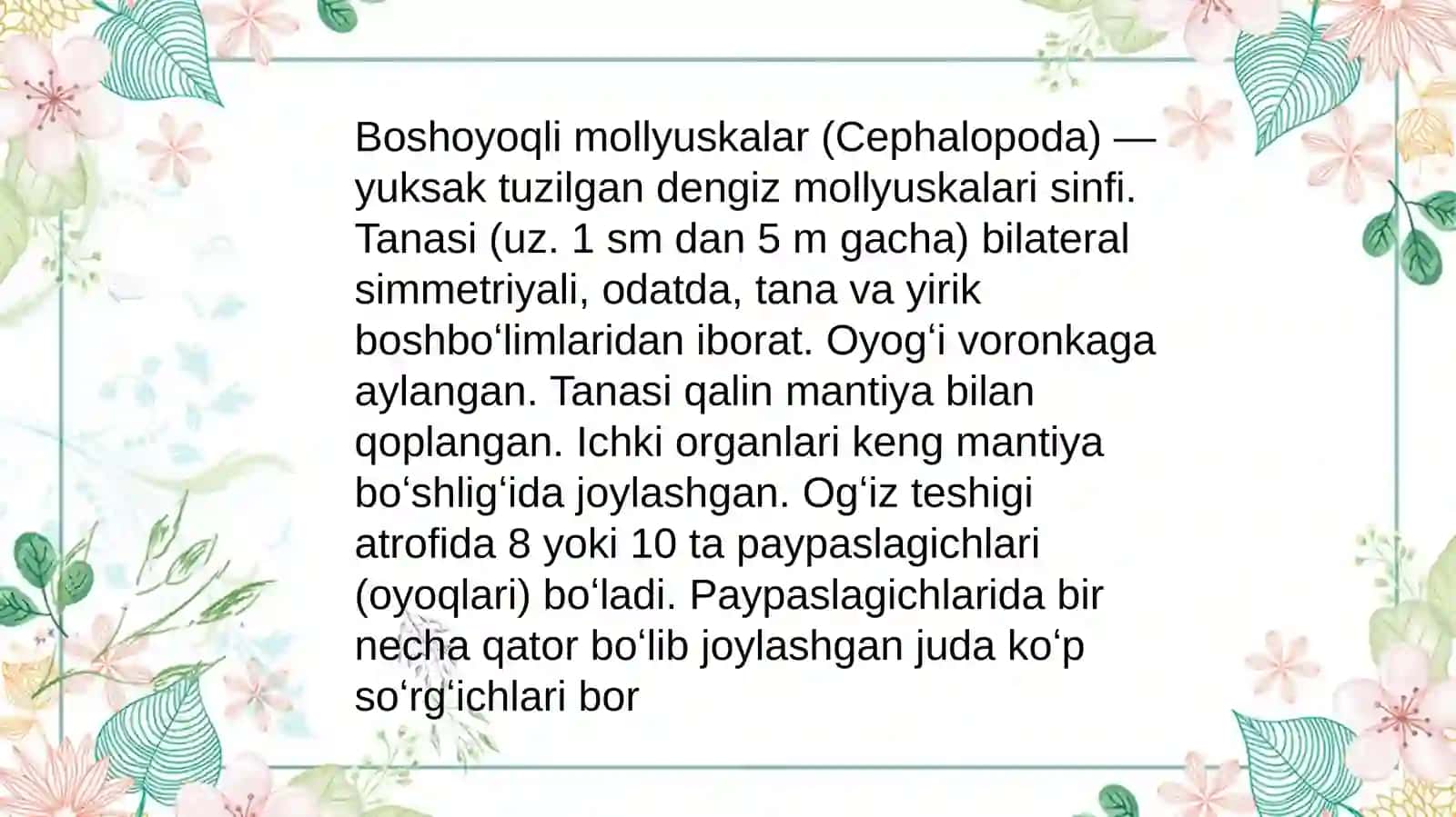 Boshoyoqli mollyuskalar (Cephalopoda) 4