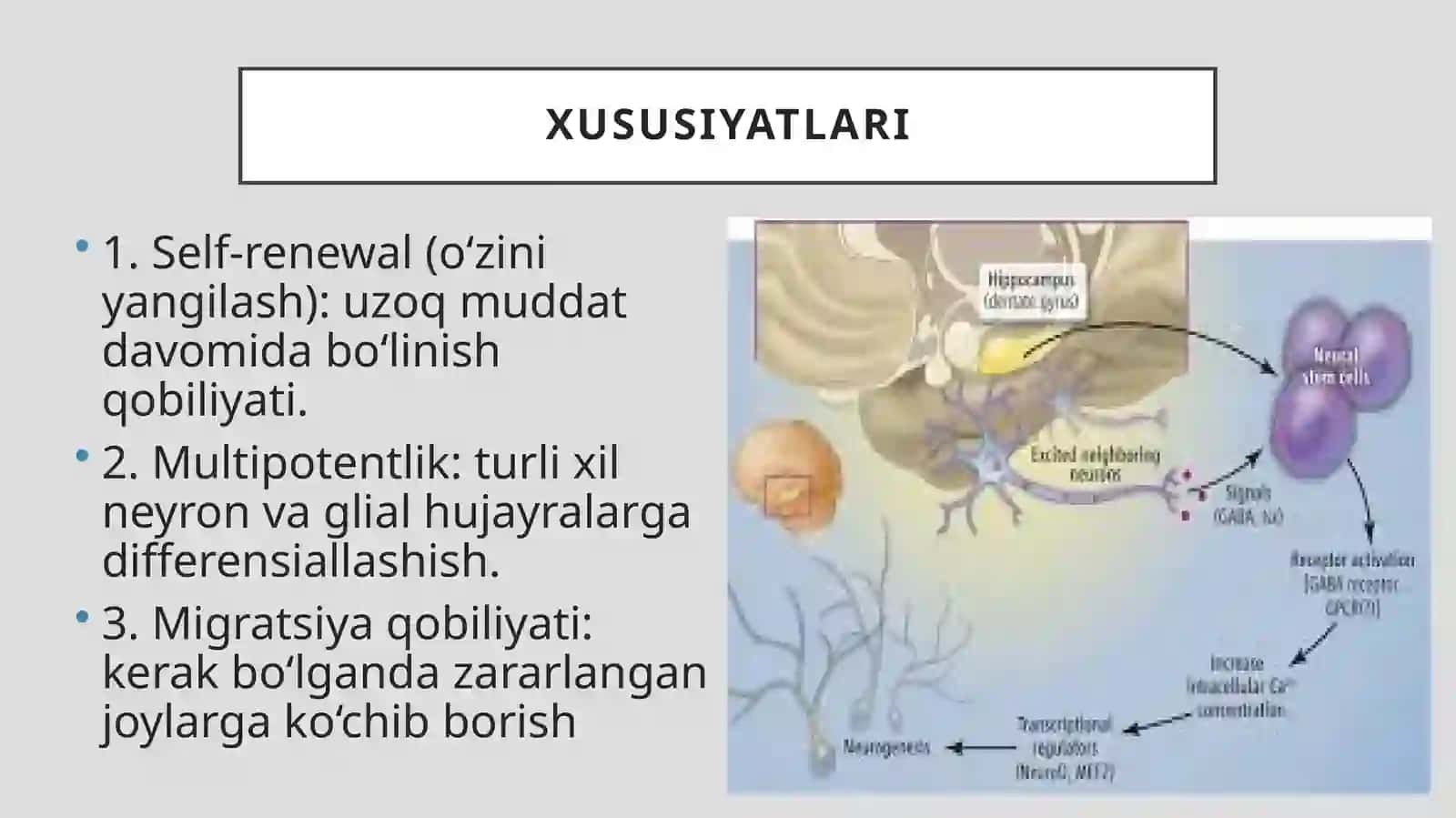NEYRAL O’ZAK HUJAYRA HAQIDA TUSHUNCHA.YETUK ORGANIZMDA NEYROGENEZ. NEYRAL O’ZAK HUJAYRA DINAMINKASI 4