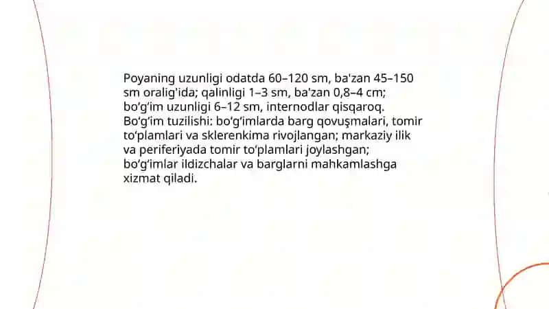 Makkajoʻxori kenja turlari morfologiyasi 4