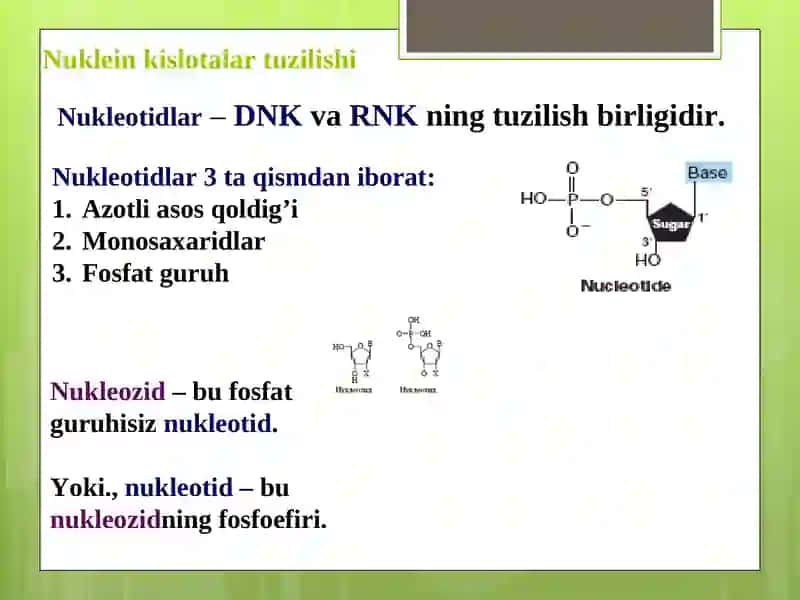 NUKLEIN KISLOTALAR TUZILISHI VA FUNKSIYALARI 4
