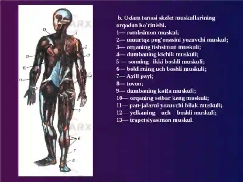Silliq va Ko‘ndalang Targ‘il Mushaklarning Fiziologik Farqlari 4