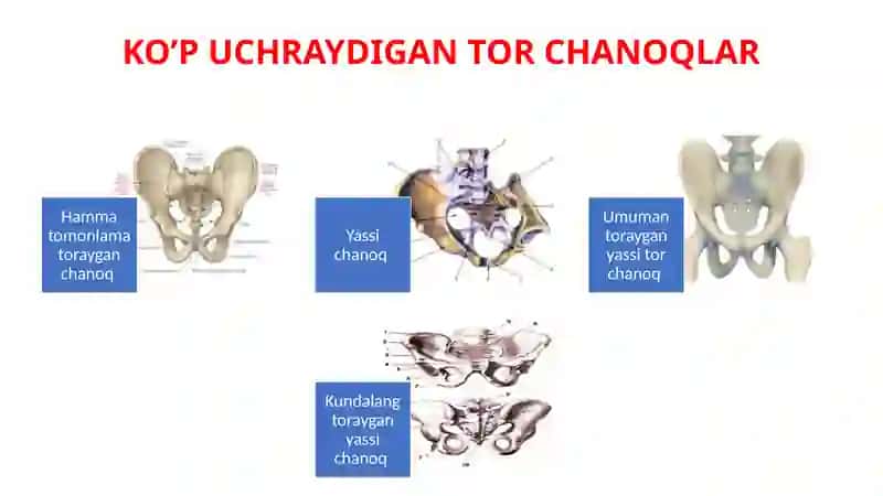 Oyoq va tos suyagining anatomiyasi va fiziologiyasi 4