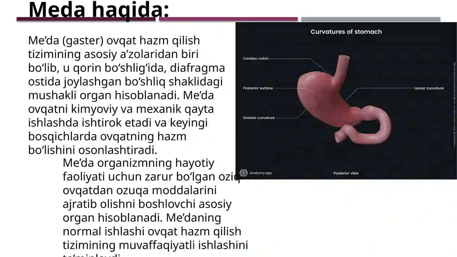 Qizilo’ngach va me’daanatomiyasi, fiziologiyasi va patologiyasi 4