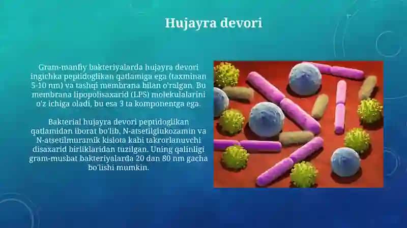 Bakteriyalarning Fiziologiyasi 4