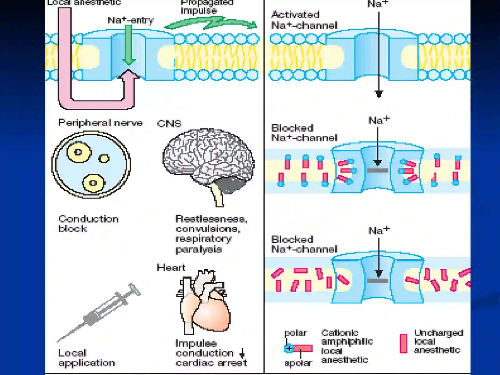 Drugs Affecting the Afferent and Efferent Nervous System. Cholinergic Drugs 4