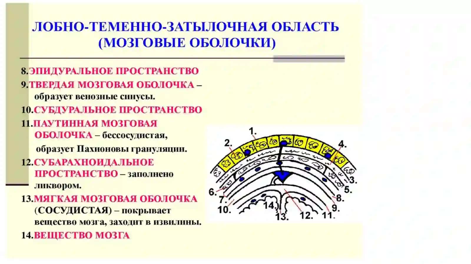 Топографическая анатомия области головы у детей и взрослых 4