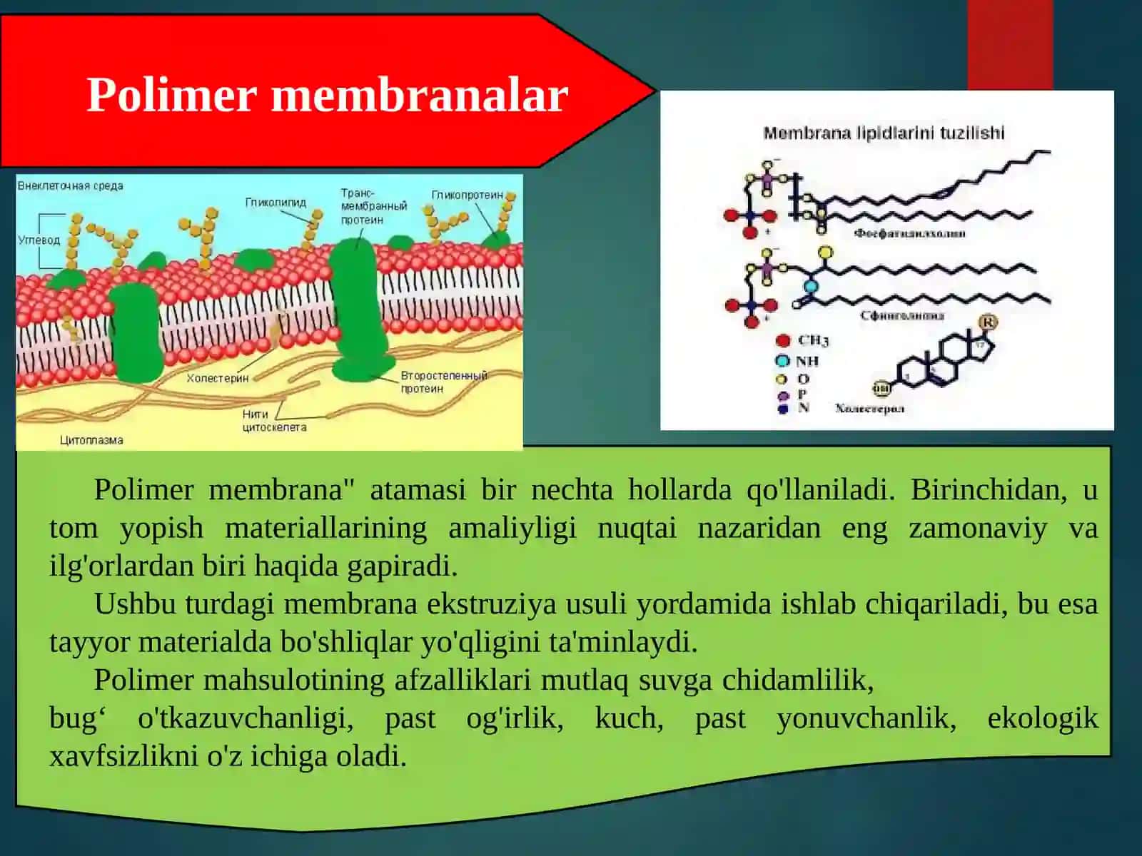 Biologik membranani tuzilishi va funksiyalari 4