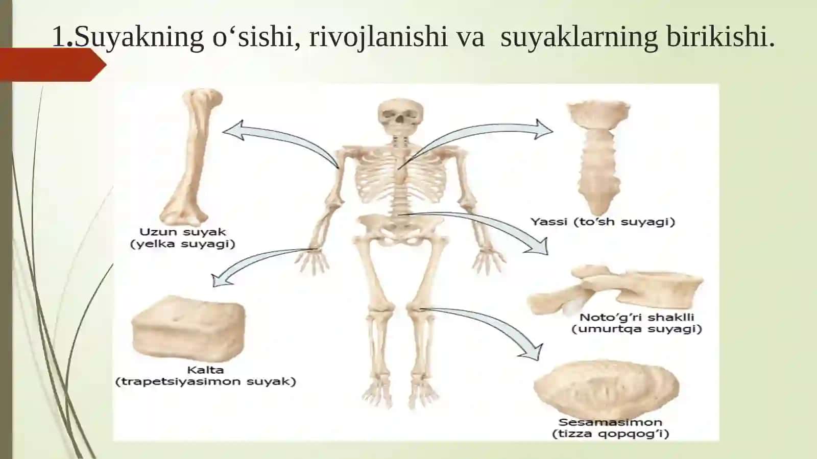 Tayanch harakat apparatining yosh xususiyatlari va gigiyenasi. Bolalarning ovqat hazm qilish tizimi va ovqatlanish gigiyenasi. Vitaminlar 4