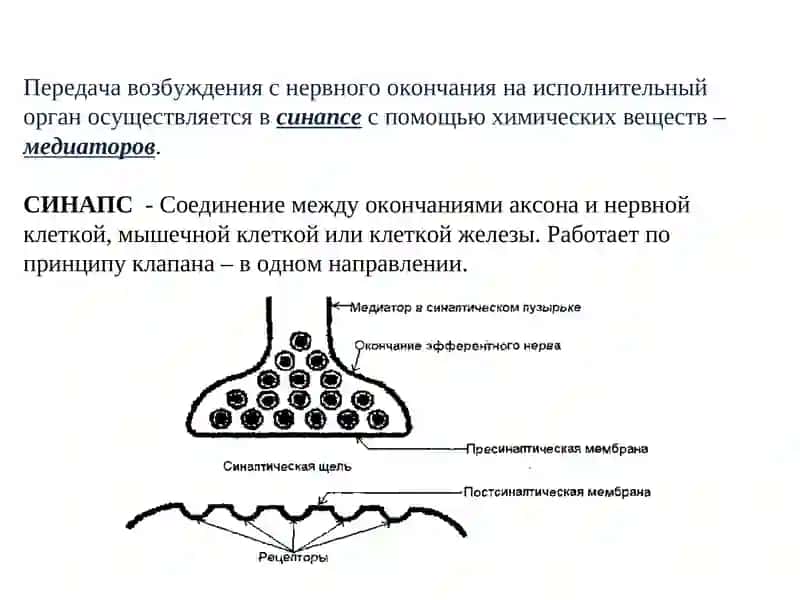 М-холинолитики. Н-холиномиметики и Н-холинолитики 4