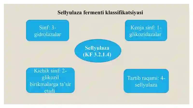 Fermentlarning tibbiyotda va oziq-ovqat sanoatida ahamiyati - Sellyulaza 4
