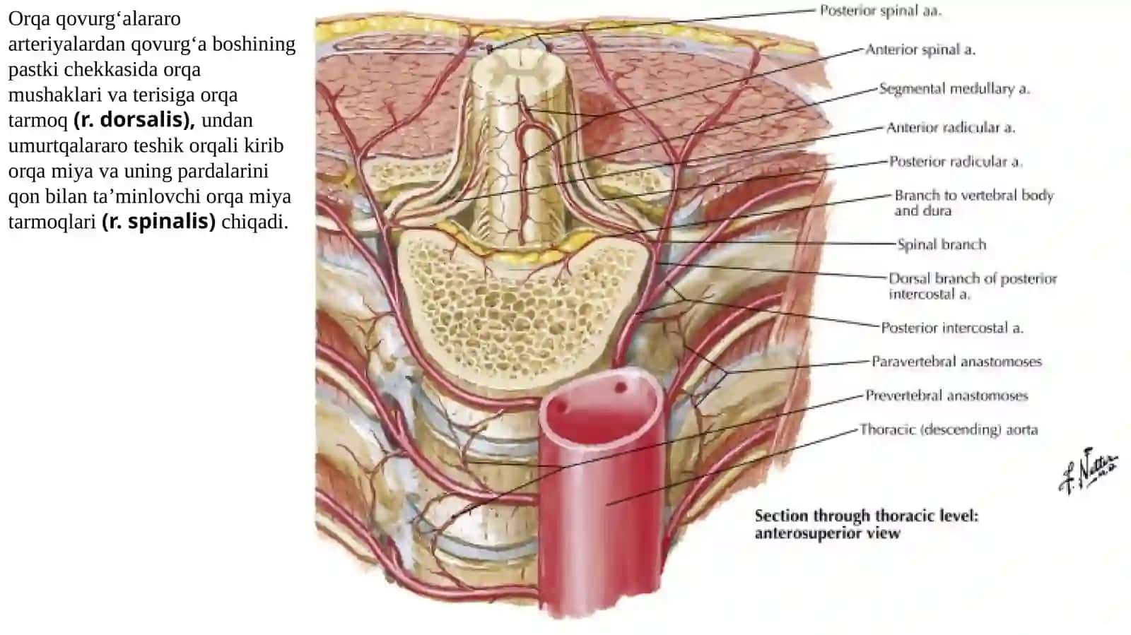 Koʻkrak aortasi va qorin aortasining tarmoqlari. Ichki a'zolarning qon bilan ta'minlanishining jarrohlikdagi ahamiyati oʻziga xoslik 4