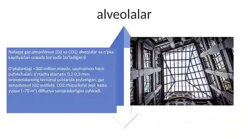 Organizimni nafas olish organlar sistemasining tuzilishi 4