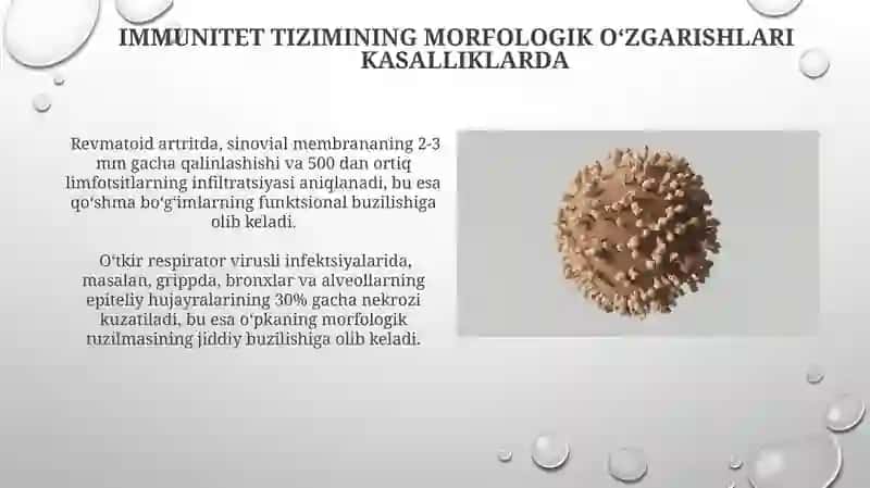 Immun himoya reaksiyalarining morfologik asoslari 4