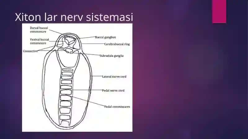 Xitonlarnervsistemasivasezgiorganlari 4