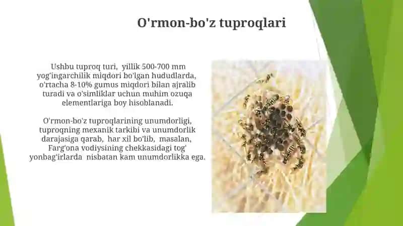 Cho'l va cho'l-dasht tuproqlari 4