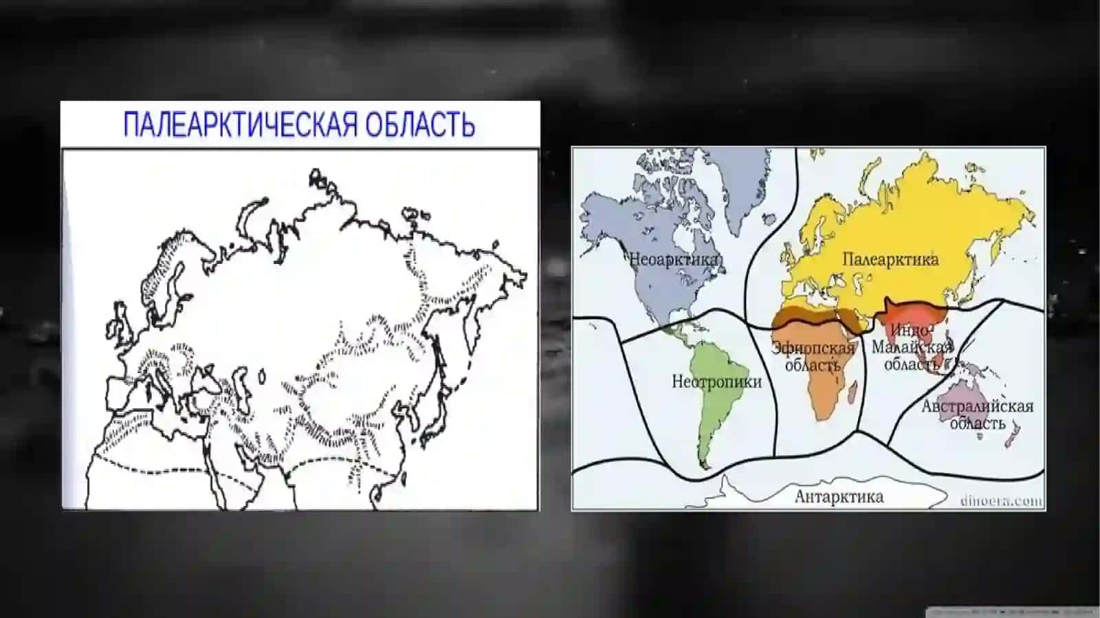 Зоны полиарктический зоогеографический областей (зоны пустынь) 4