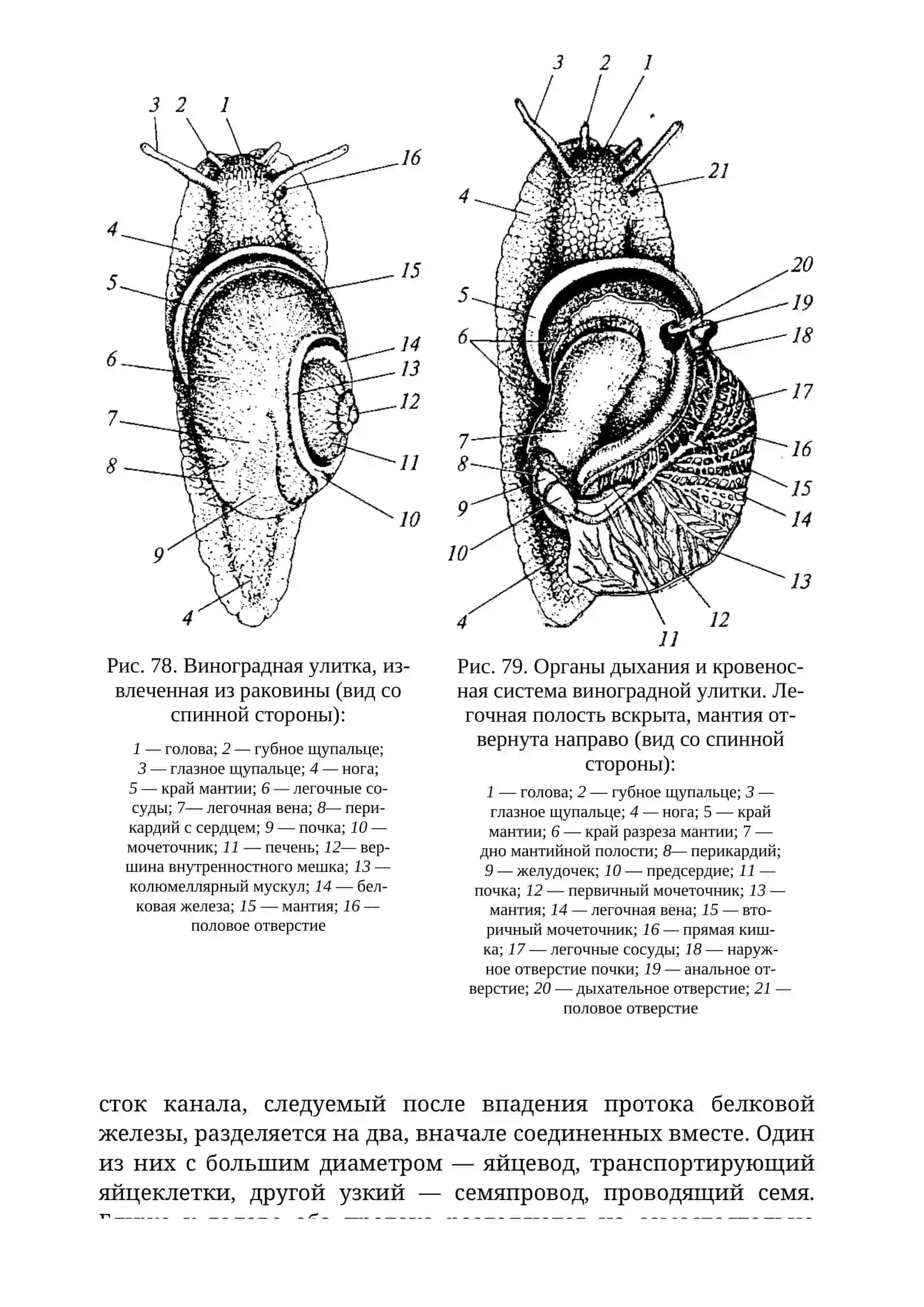 ОСОБЕННОСТИ СТРОЕНИЯ БРЮХОНОГИХ МОЛЛЮСКОВ 4