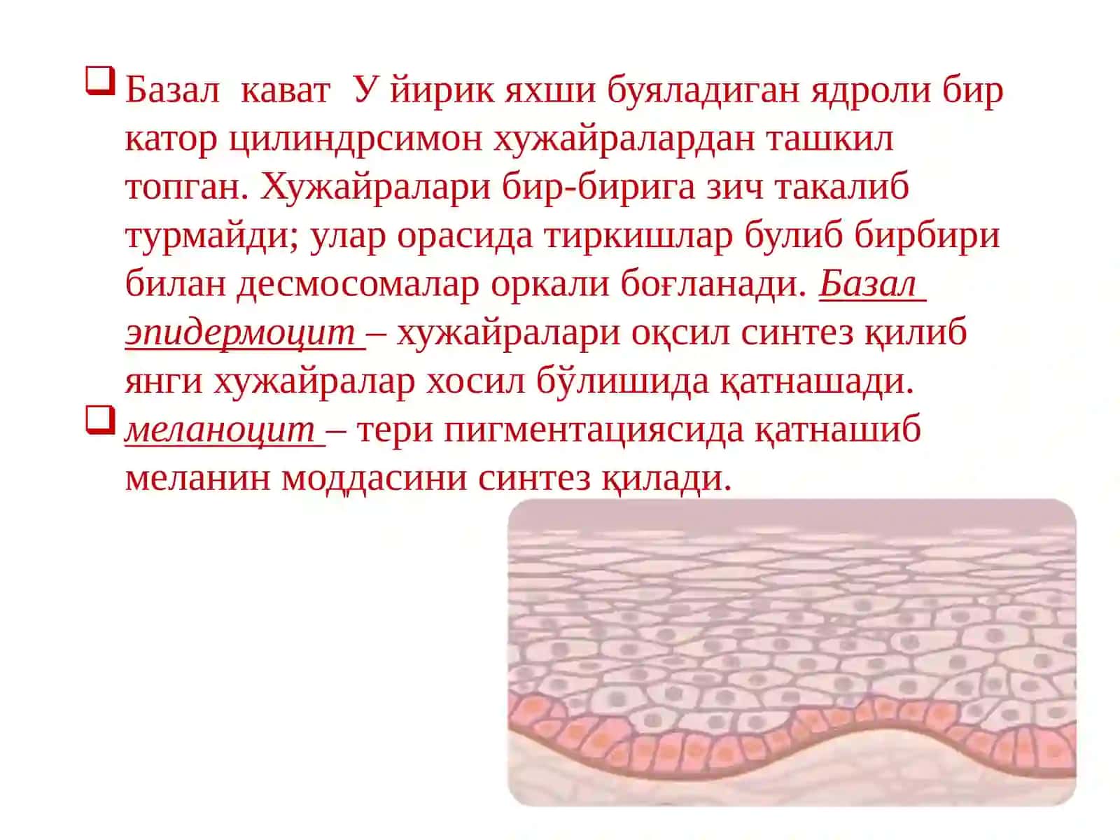 ИКП ВА ТЕРИ ТАЪНОСИЛ КАСАЛЛИКЛАРИ КАФЕДРАСИНИНИНГ ОРМАЛ ТЕРИ ТУЗИЛИШИ 4
