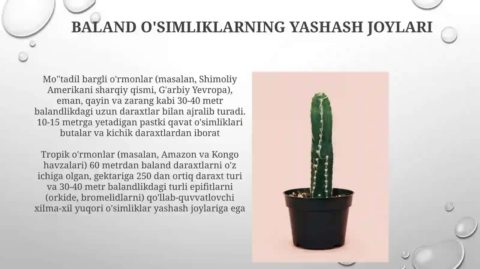 Yuksakosimliklar 4