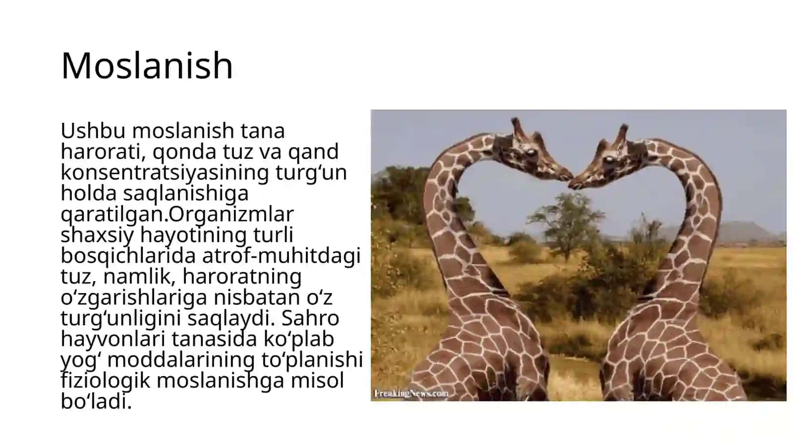 Organizmlarning moslanishi 4