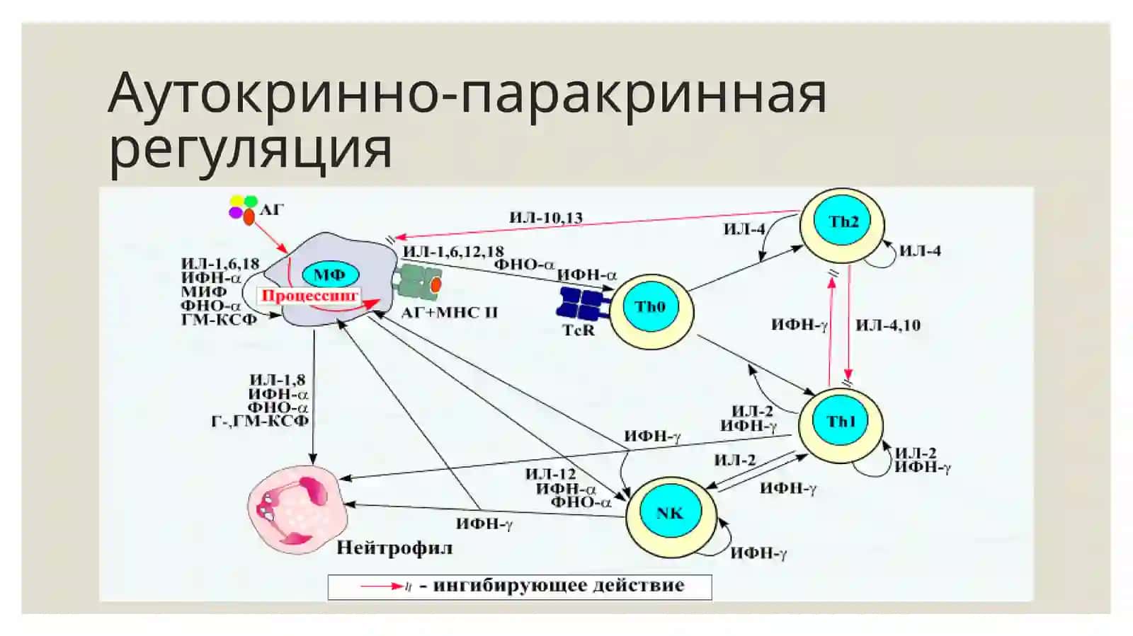 Интерферон и цитокины. Их механизмы влияния и синтез 4
