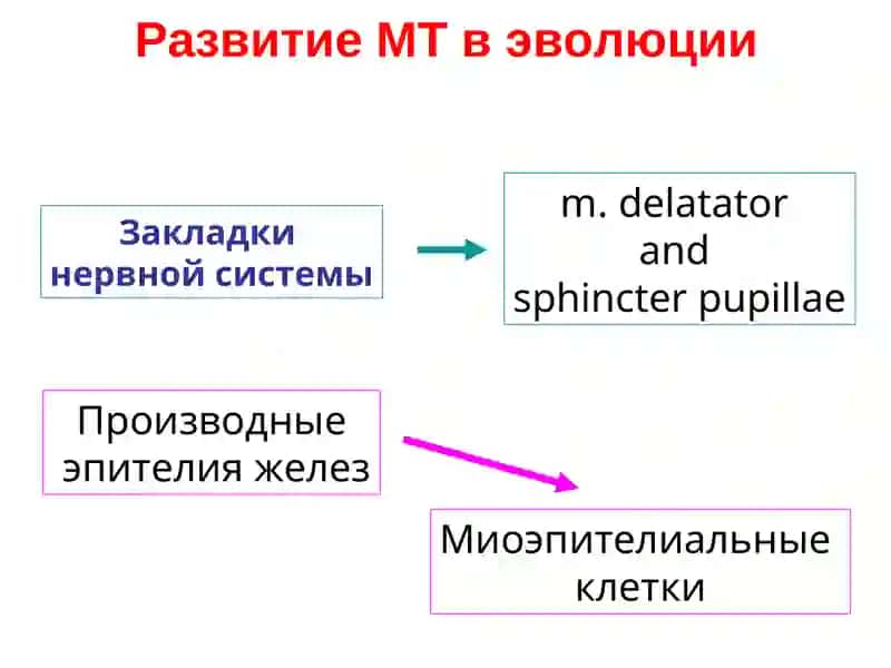 МЫШЕЧНАЯ ТКАНЬ 4