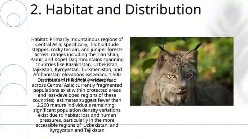 Turkestan lynx 4