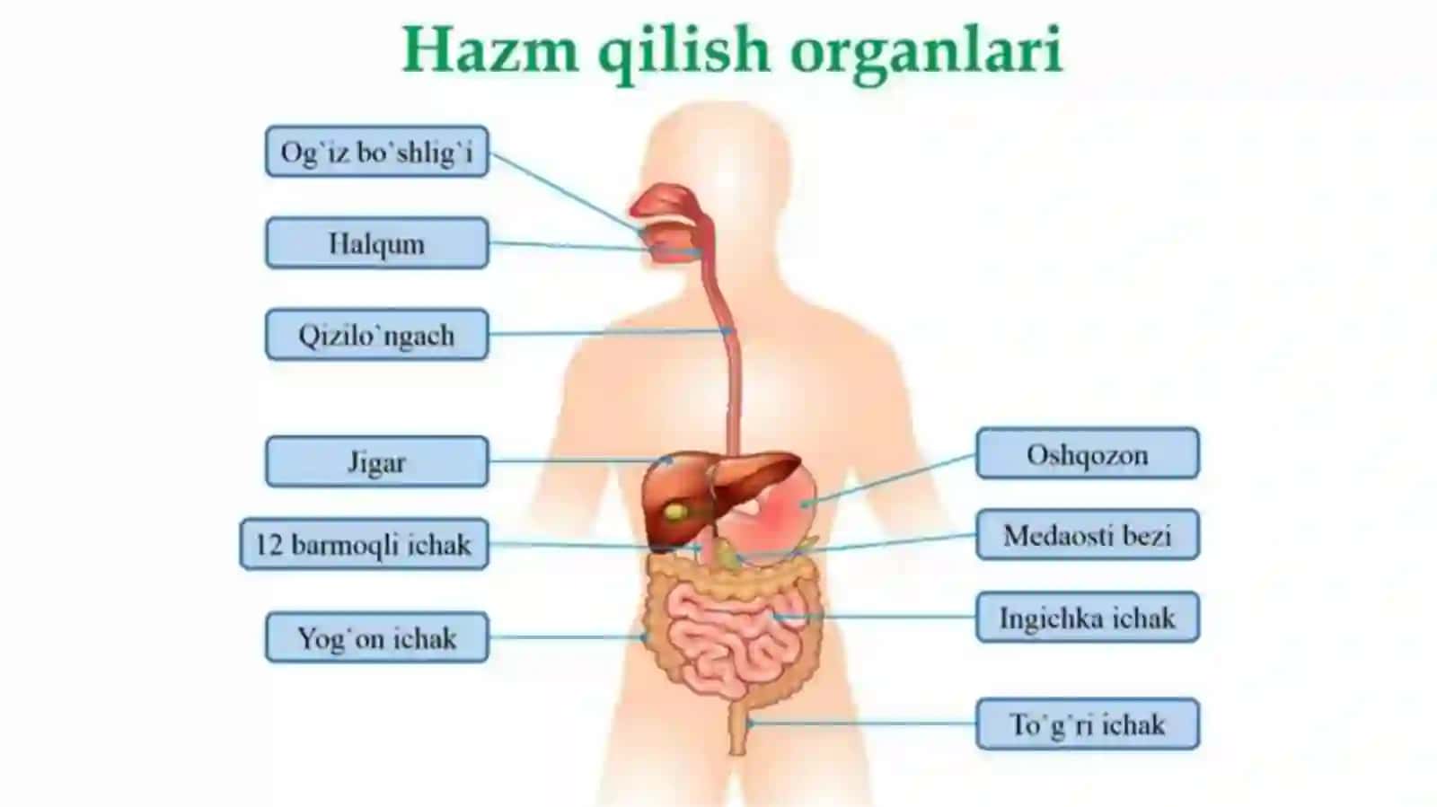 OVQAT HAZM QILISH TIZIMINING YOSH XUSUSIYATLAR VA OVQATLANISH GIGIENASI 4