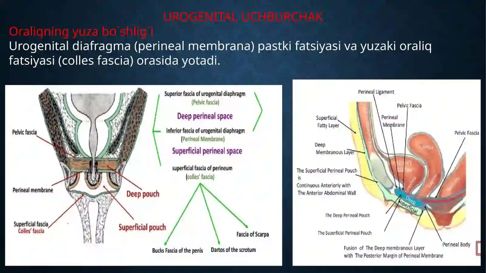 Perineum 4