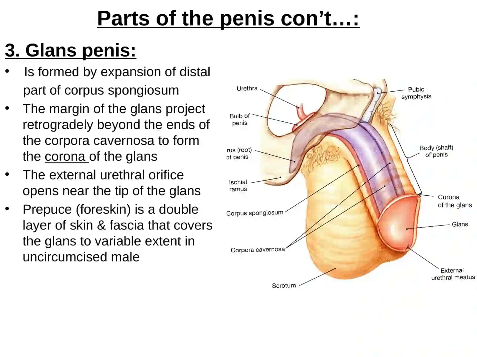 External genitalia of the male and of the female 4