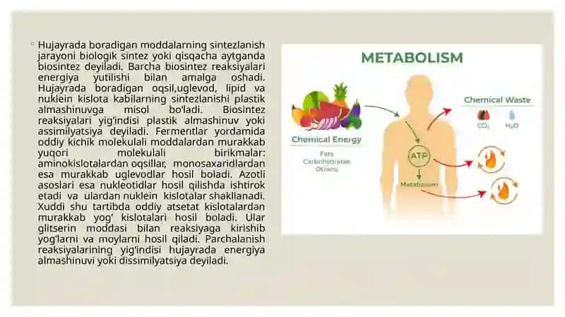 Jismoniy yuklama vaqtida metabolizmda ro'y beradi 4