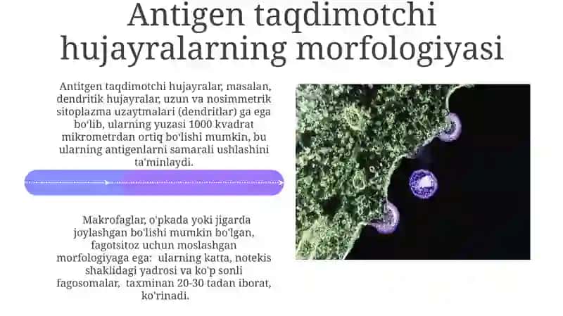 Suyak ko'migining morfologiyasi 4