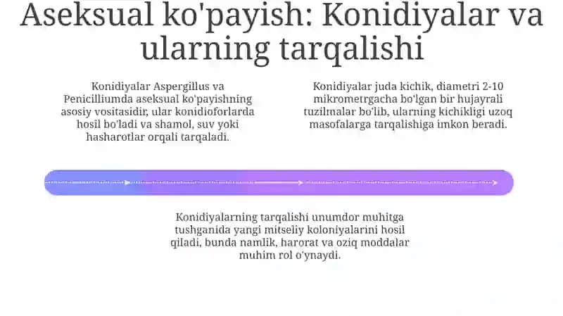 Aspergillus va Penicill (Penicillium) ning tuzilishi va ko‘payishi 4