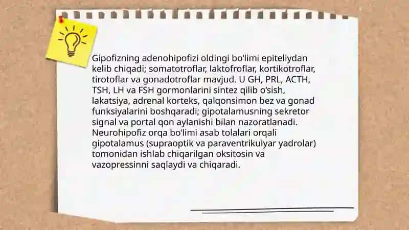 Gematoensafolik to'siq gistafiziologiyasi 4