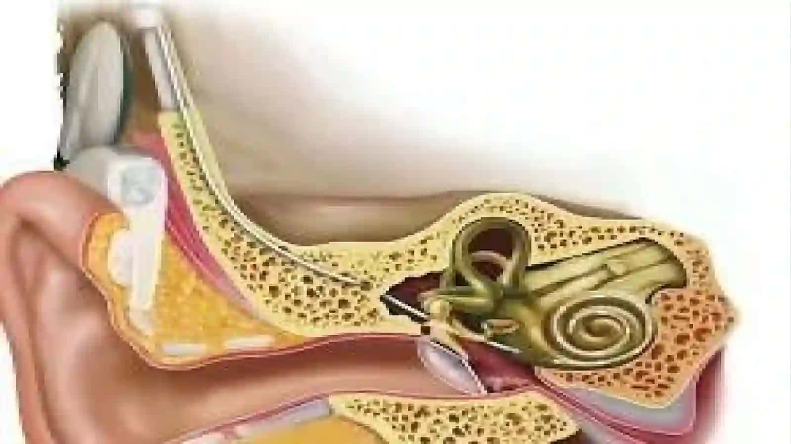 Eshitish biofizikasi elementlari.Koxlear implantatsiya asoslari 4