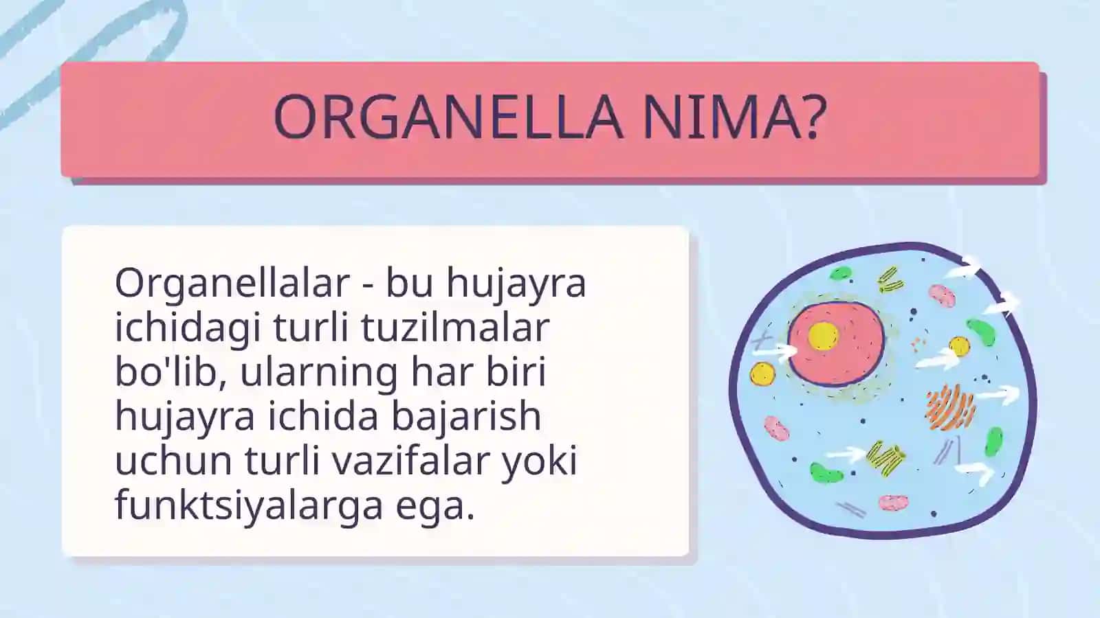 Eukariot hujayralarning ultrastrukturaviy tuzilishi. Hujayra umumiy organoidlari 4