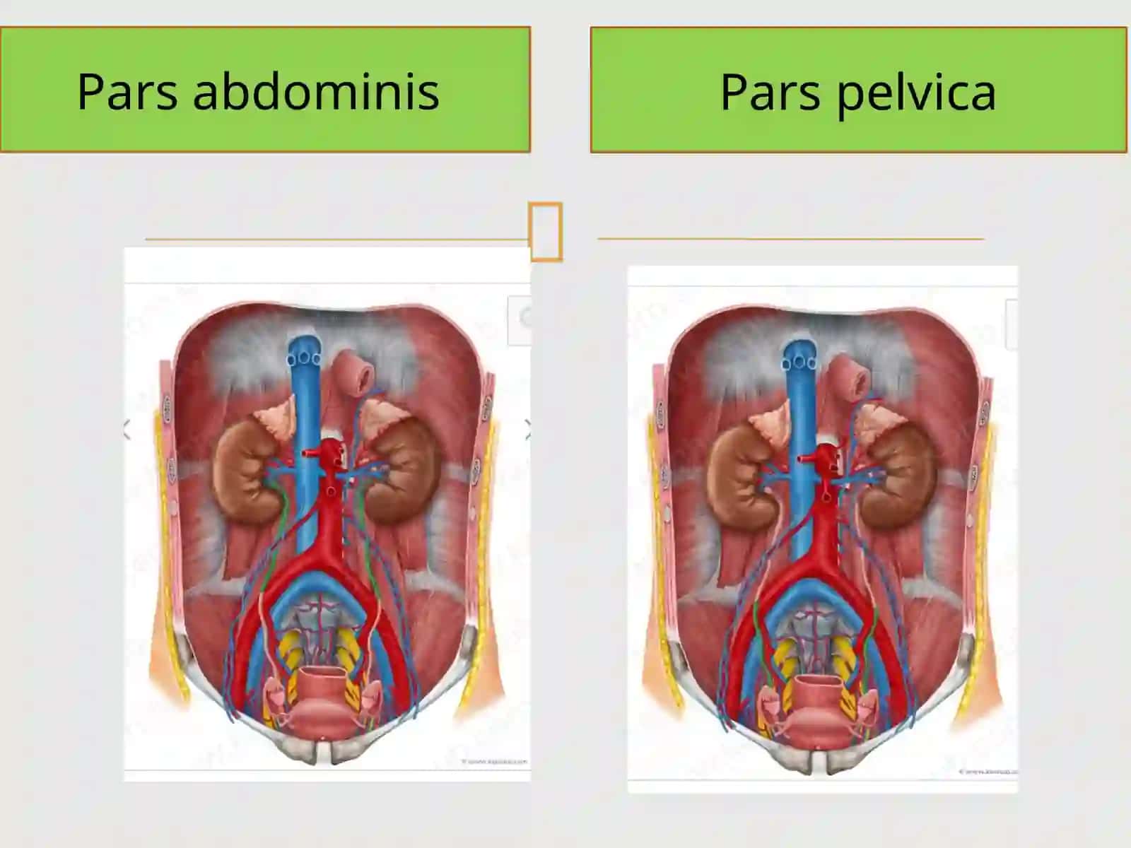 Ureter 4