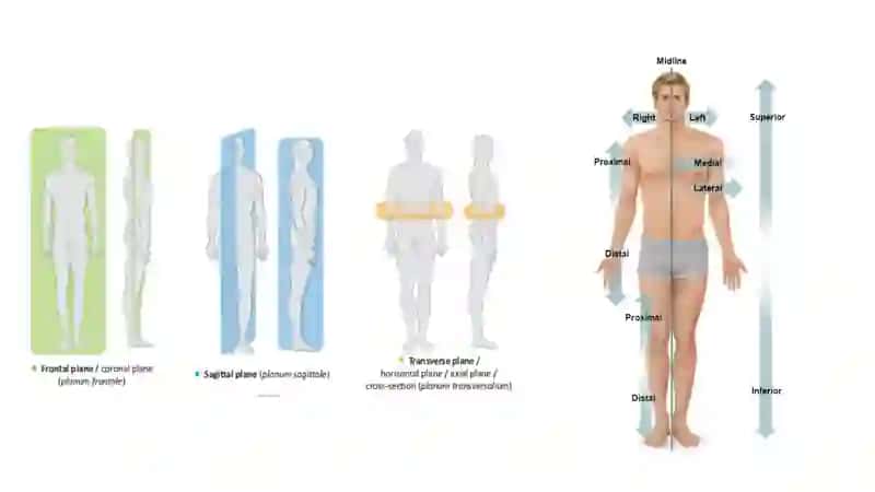 Anatomiyaga kirish. Osteologiya. Umurtqalar. Qovurg’alar. To’sh suyagi. Ko’krak qafasi. 4