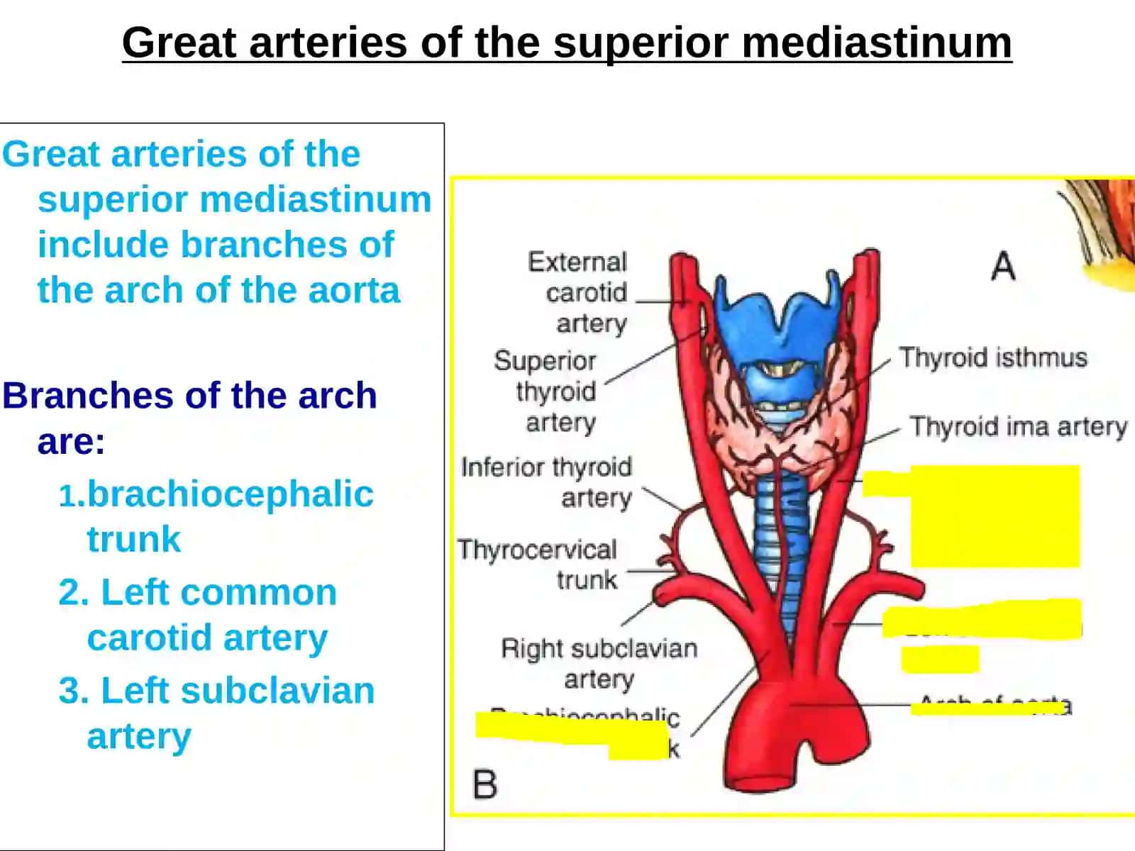 Superior, Anterior & posterior mediastinum and autonomic nerves of the thorax 4