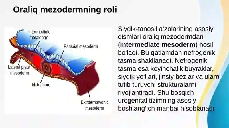 Siydik tanosil aʼzolarining embrogenezi 4
