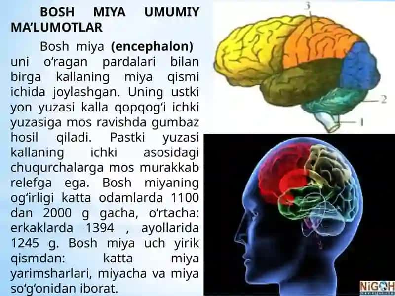 Uzunchoq miya, ponis va o‘rta miya anatomik tuzilishi 4