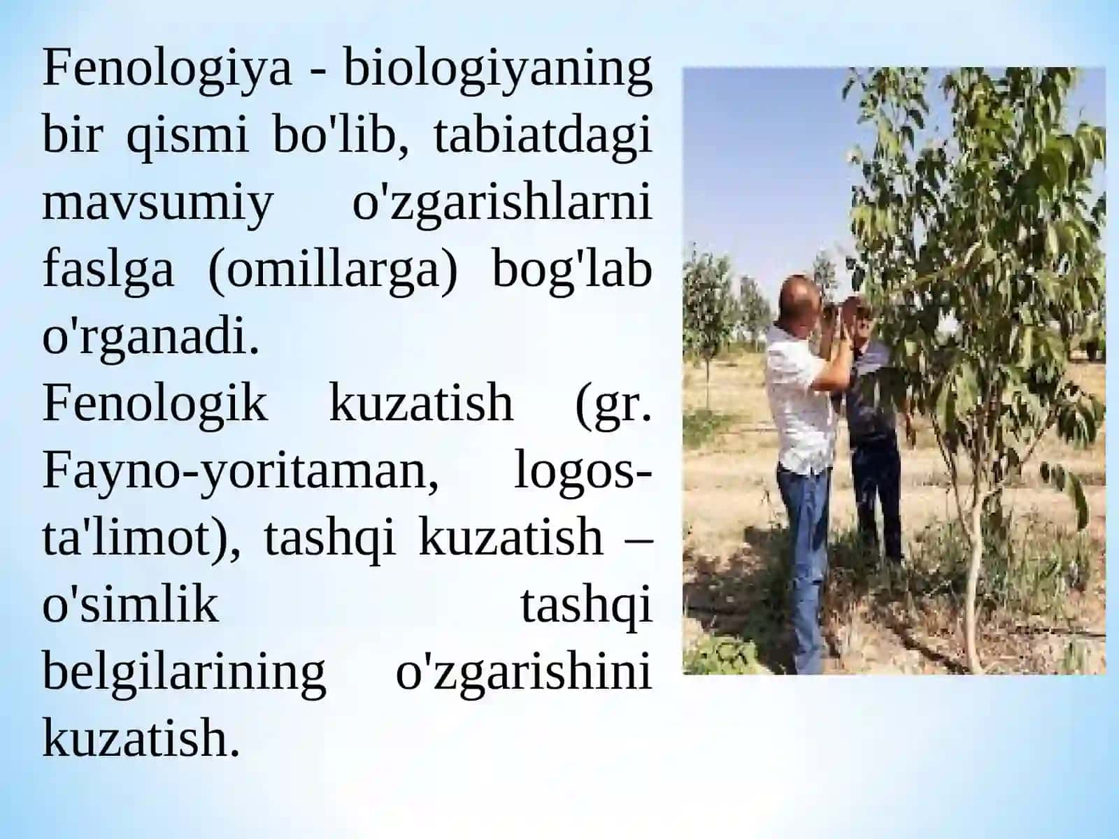BIOMETRIK VA FENOLOGIK KUZATUVLAR XAMDA ULARNI OLIB BORISH USULLARI 4