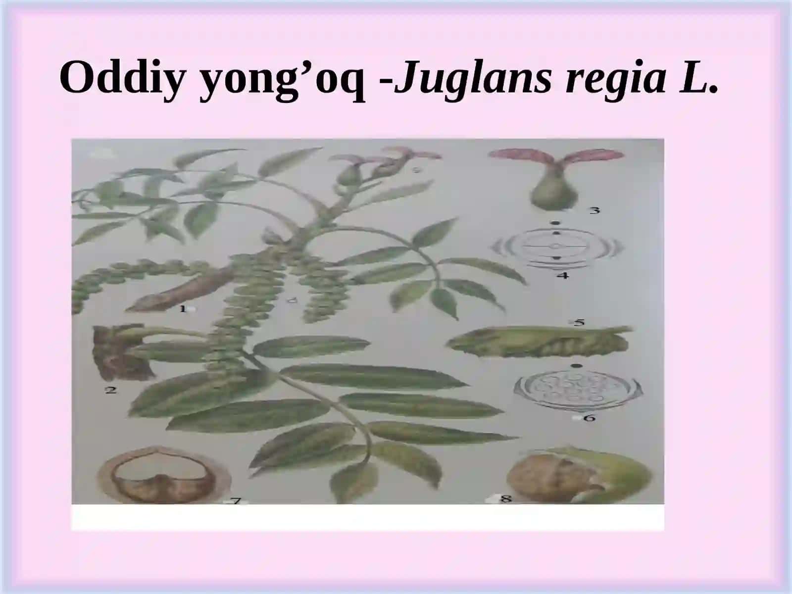Yong’oqdoshlar-Juglandaceae oilasi 4