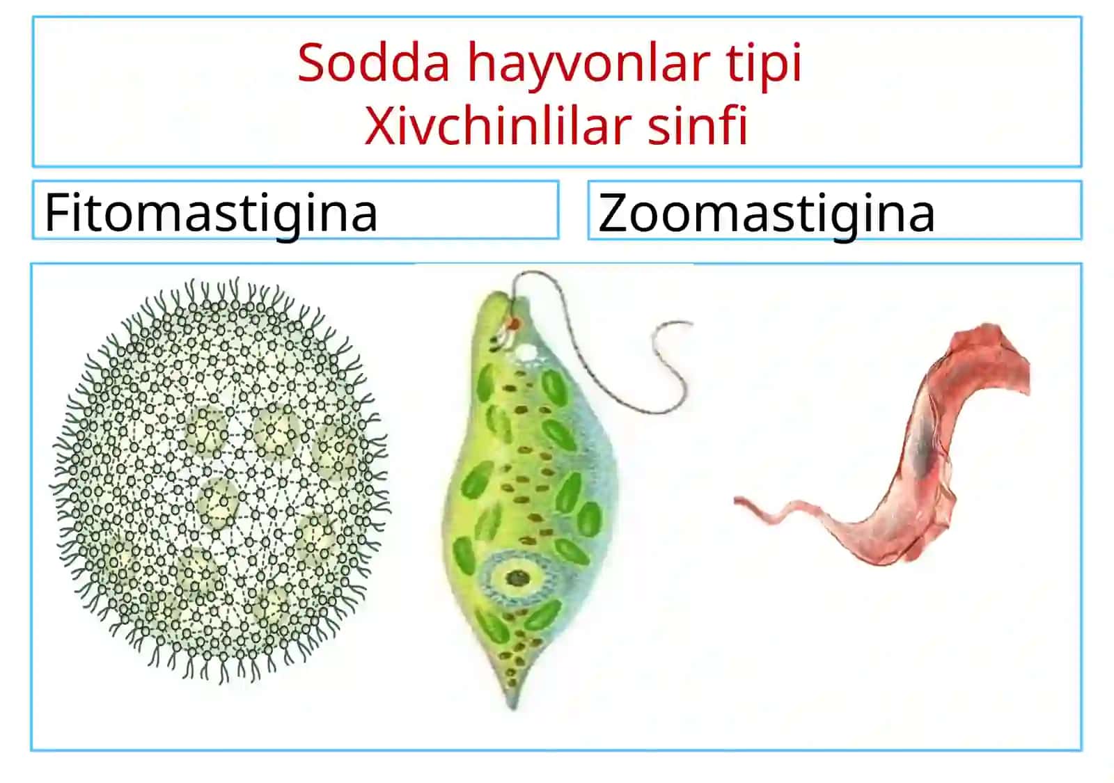 Soddahayvonlar tipi 4