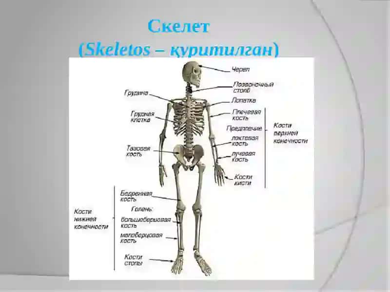 Таянч –ҳаракатланиш системаси ва унинг ёшга хос хусусиятлари 4