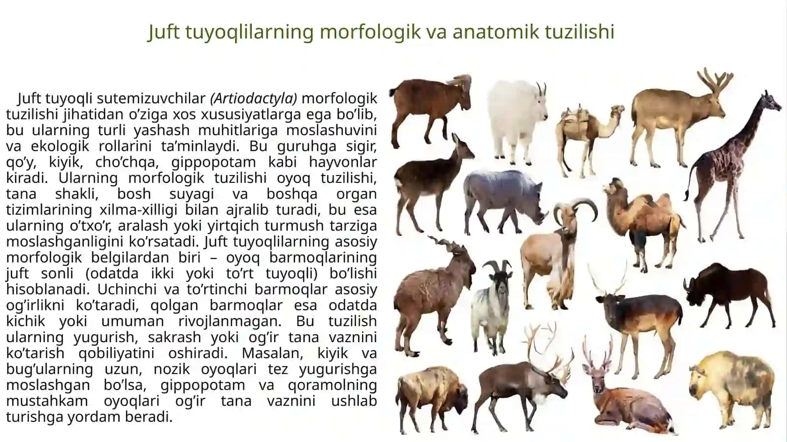 Juft tuyoqli sutemizuvchi hayvonlarning biologik va ekologik xususiyatlari 4