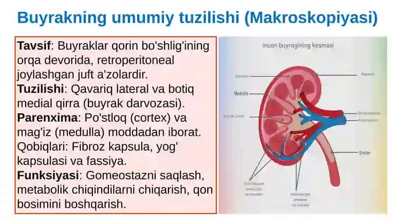 Buyraklar tuzilishi va fizfiziologiyasi 4