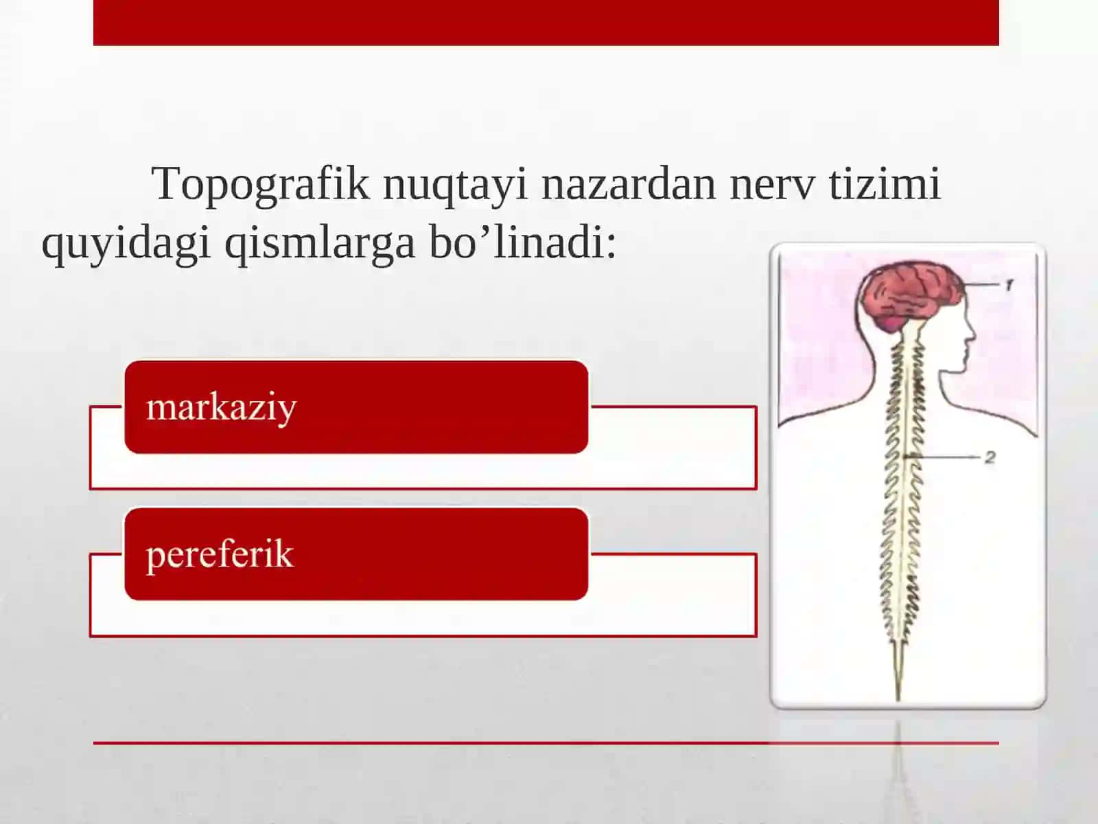 Nerv sistemasining tuzilishi 4