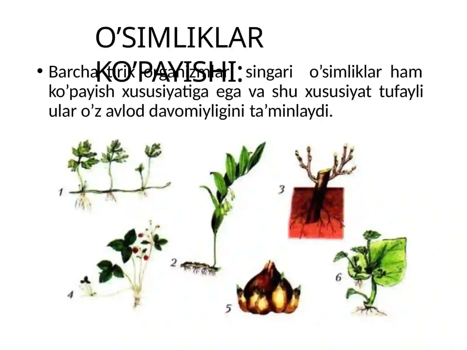 6-sinf Botanika dars ishlanma. O'simliklarning ko'payishi 4