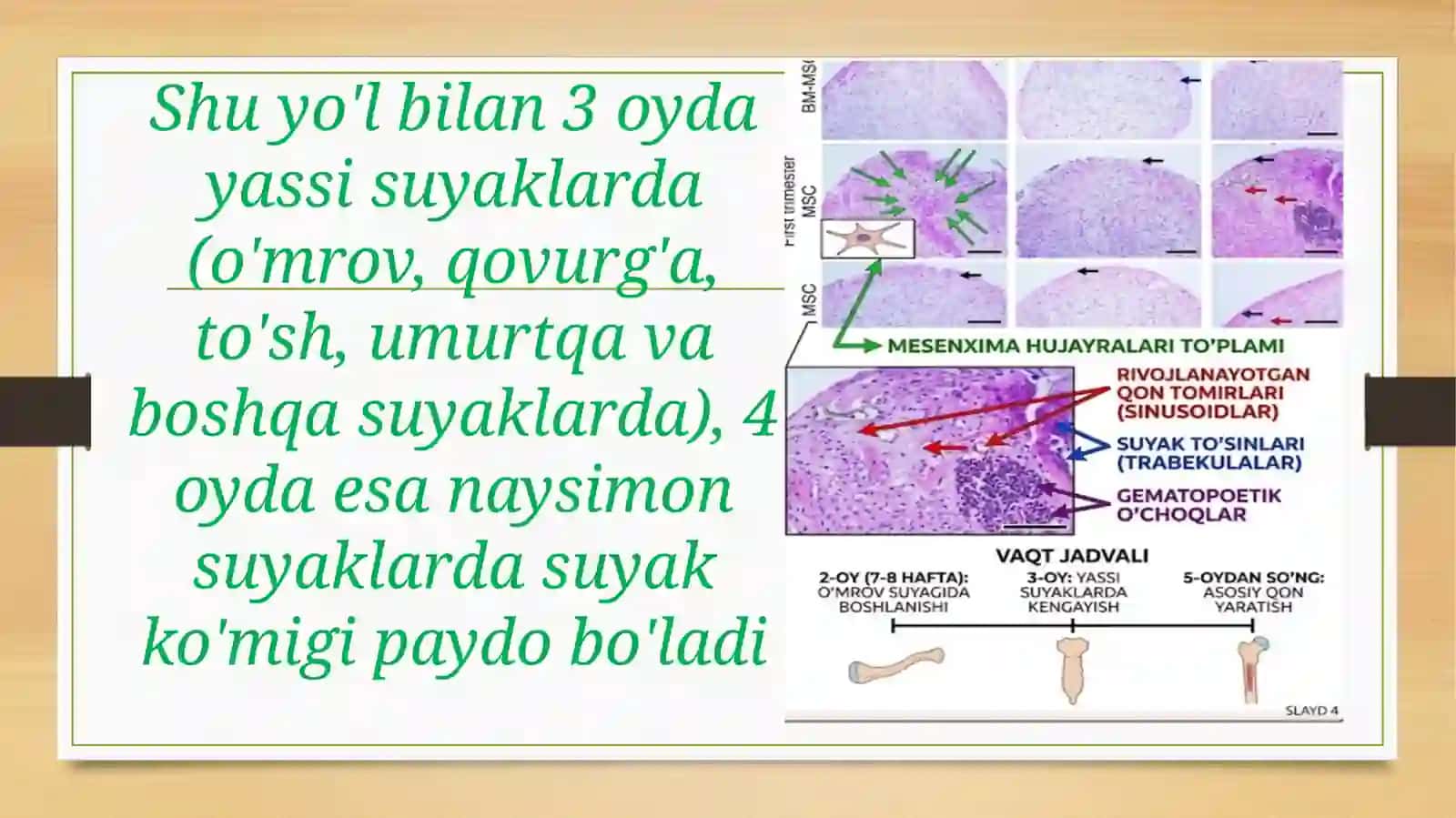 Suyak iligi: taraqqiyoti, tuzilishivazifasi.. Qizililik,sariqilik 4
